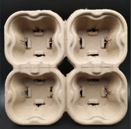 可撕四杯托(二款)