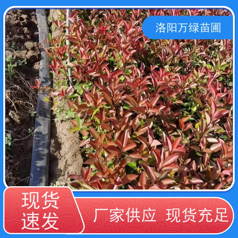 洛阳万绿苗圃 工厂道路 30公分红叶石楠 绿篱色块种植 四季常绿