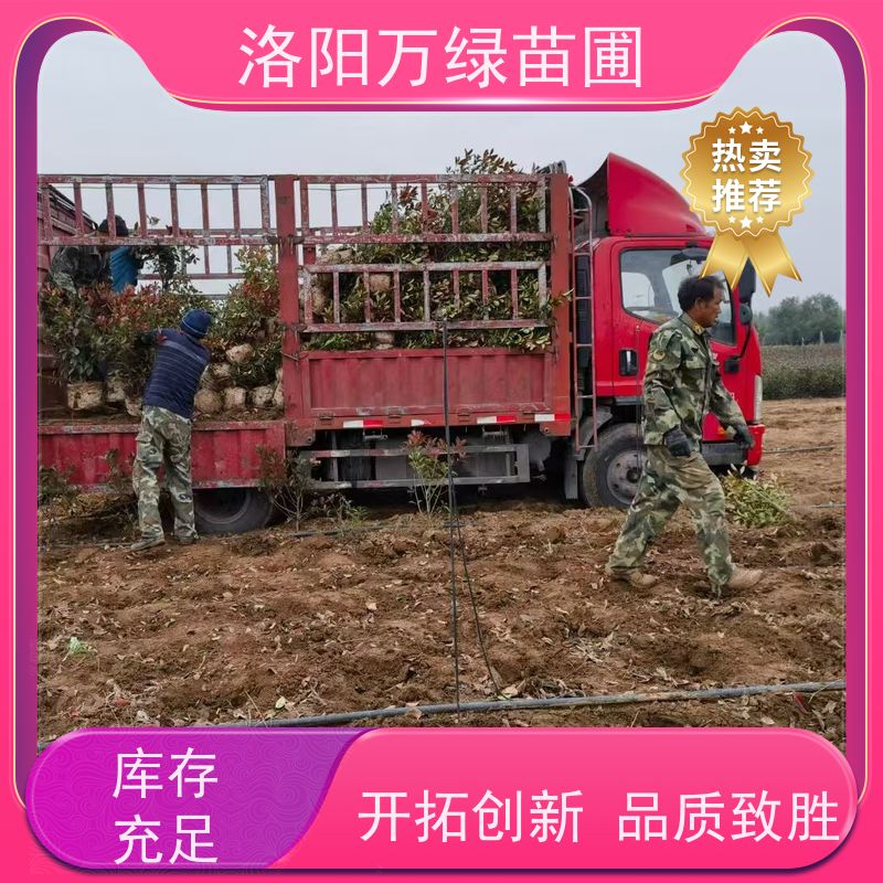 洛阳万绿苗圃 工厂道路 30公分红叶石楠 养护简单 红色叶子