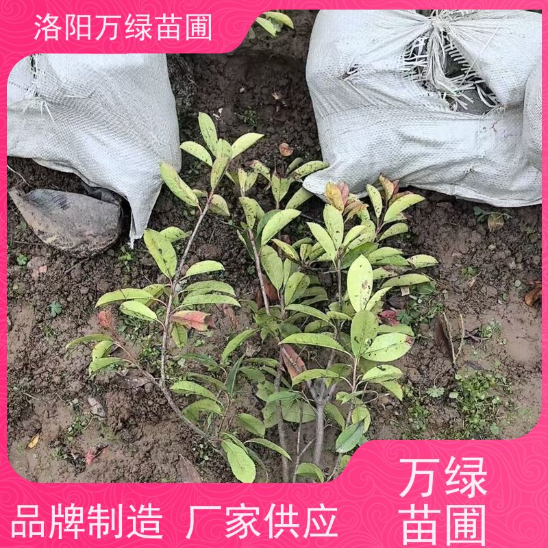 洛阳万绿苗圃 公园广场 30公分红叶石楠 道路两侧绿篱 颜色鲜艳