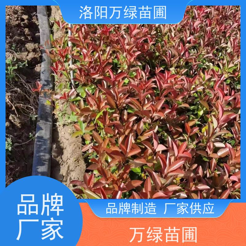 洛阳万绿苗圃 小区厂区 30公分红叶石楠 绿化带种植 红色叶子