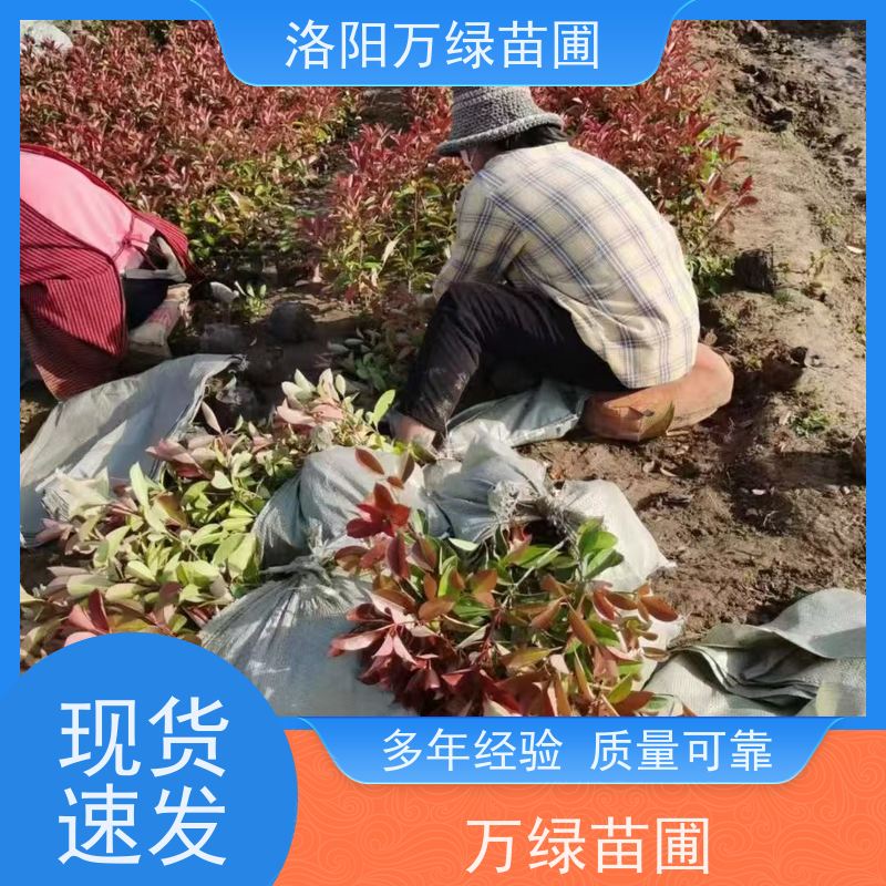 洛阳万绿苗圃 庭院别墅 50公分红叶石楠 绿篱色块种植 四季常绿