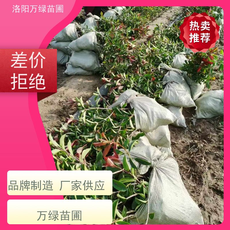 洛阳万绿苗圃 工厂道路 30公分红叶石楠 绿化带种植 颜色鲜艳