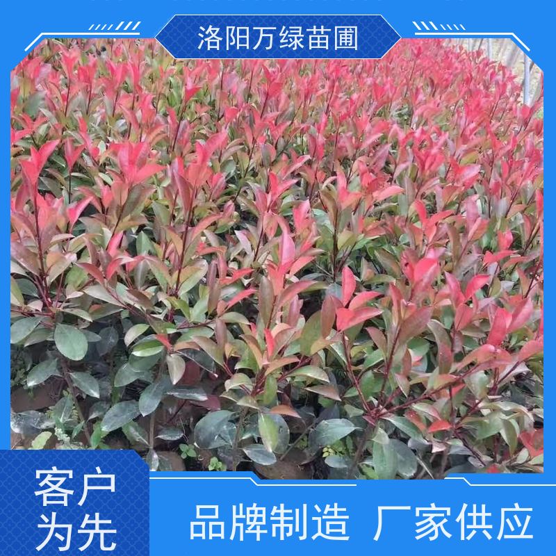 洛阳万绿苗圃 学校商场 30公分红叶石楠 绿篱色块种植 红色叶子