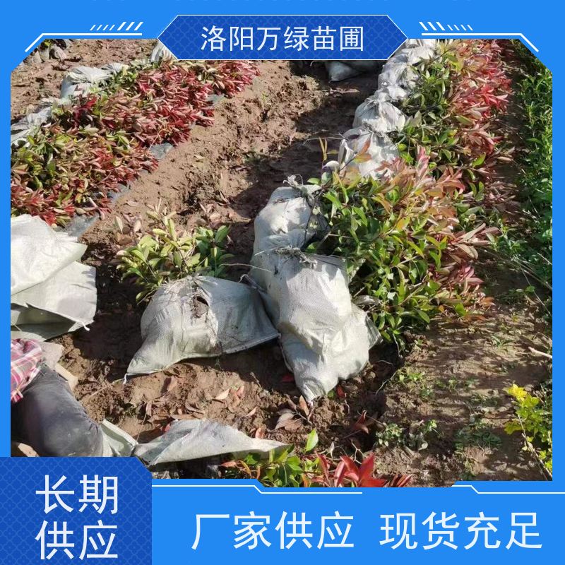 洛阳万绿苗圃 庭院别墅 30公分红叶石楠 绿篱色块种植 四季常绿