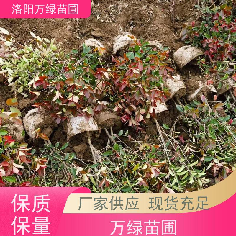洛阳万绿苗圃 公园广场 30公分红叶石楠 道路两侧绿篱 红色叶子