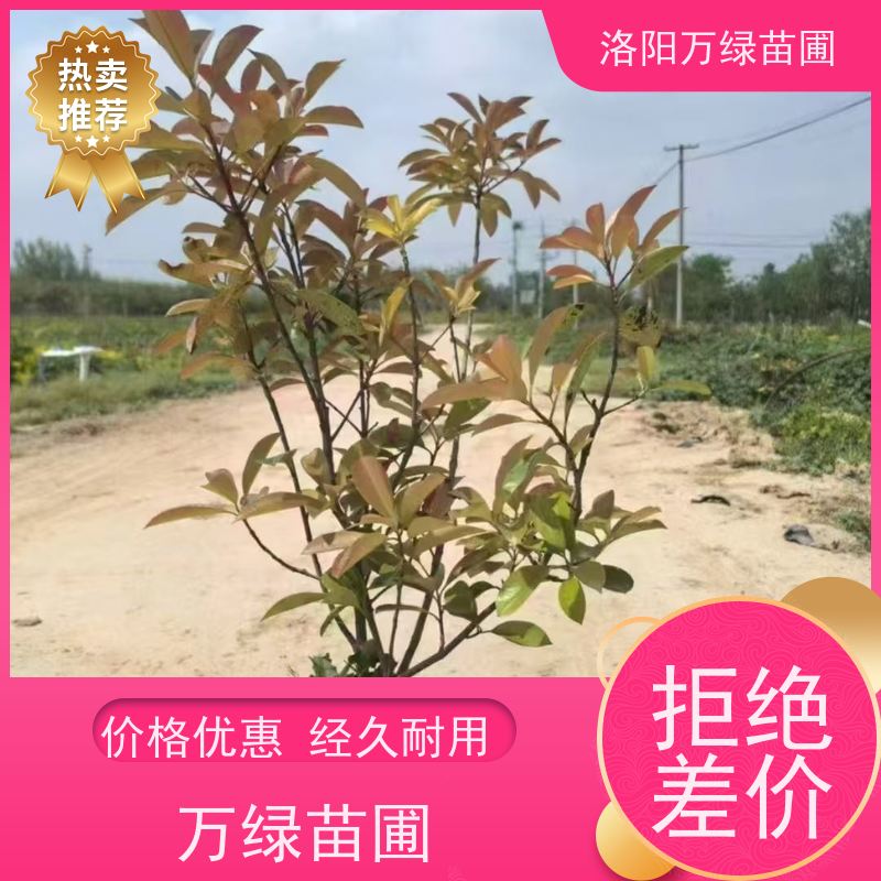 洛阳万绿苗圃 工厂道路 30公分红叶石楠 绿篱色块种植 颜色鲜艳