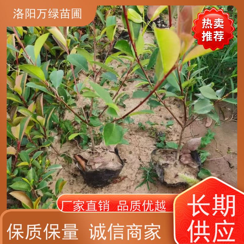 洛阳万绿苗圃 工厂道路 50公分红叶石楠 绿化带种植 红色叶子