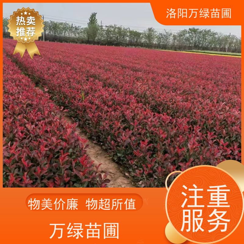 洛阳万绿苗圃 工厂道路 30公分红叶石楠 绿篱色块种植 红色叶子