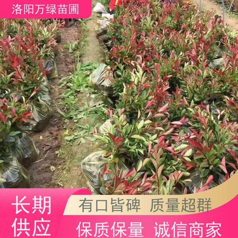 洛阳万绿苗圃 庭院别墅 50公分红叶石楠 道路两侧绿篱 四季常绿