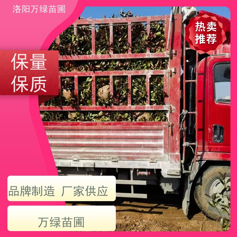 洛阳万绿苗圃 小区厂区 50公分红叶石楠 养护简单 红色叶子