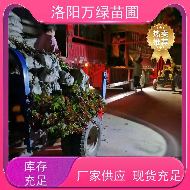 洛阳万绿苗圃 学校商场 50公分红叶石楠 道路两侧绿篱 红色叶子