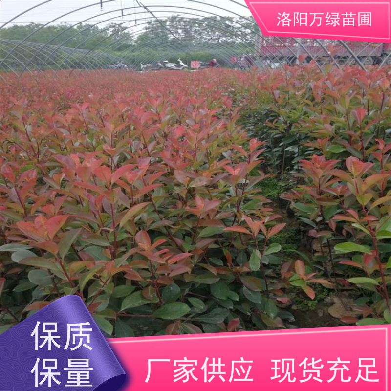 洛阳万绿苗圃 小区厂区 50公分红叶石楠 道路两侧绿篱 红色叶子