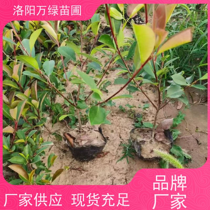 洛阳万绿苗圃 公园广场 30公分红叶石楠 绿化带种植 红色叶子