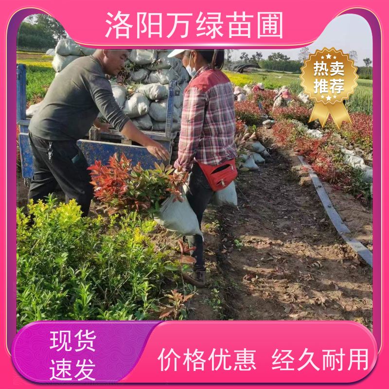洛阳万绿苗圃 学校商场 30公分红叶石楠 养护简单 颜色鲜艳