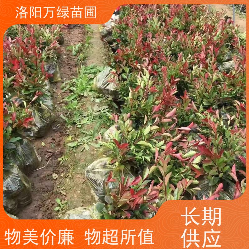 洛阳万绿苗圃 庭院别墅 30公分红叶石楠 绿篱色块种植 颜色鲜艳