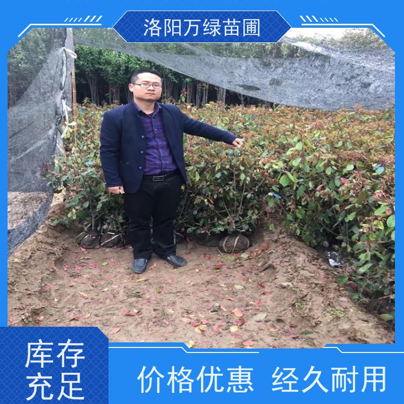 洛阳万绿苗圃 小区厂区 50公分红叶石楠 道路两侧绿篱 四季常绿