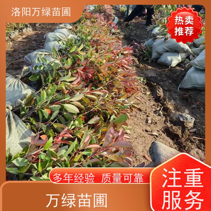 洛阳万绿苗圃 庭院别墅 50公分红叶石楠 绿化带种植 红色叶子