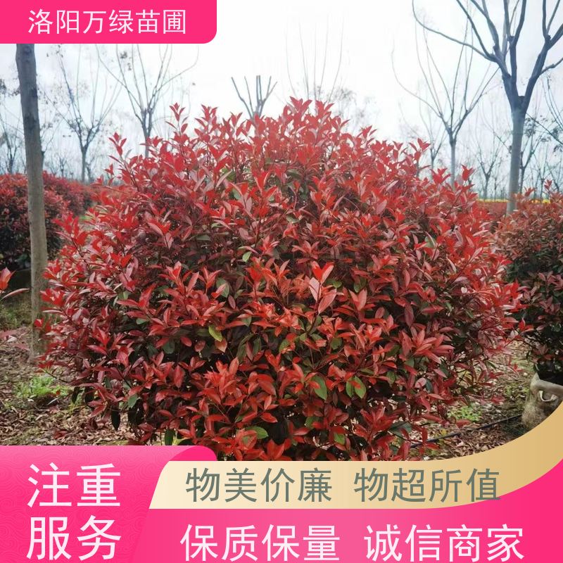 洛阳万绿苗圃 学校商场 50公分红叶石楠 养护简单 四季常绿