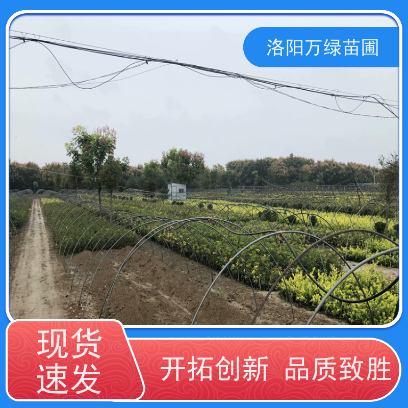 洛阳万绿苗圃 学校商场 30公分红叶石楠 绿篱色块种植 颜色鲜艳