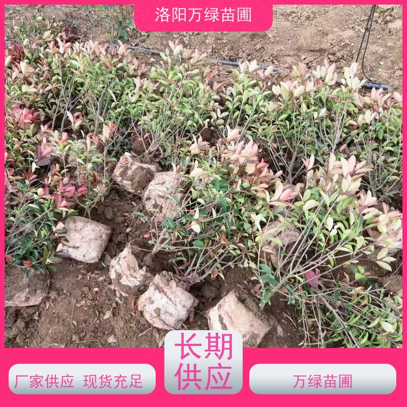 洛阳万绿苗圃 公园广场 30公分红叶石楠 绿篱色块种植 颜色鲜艳