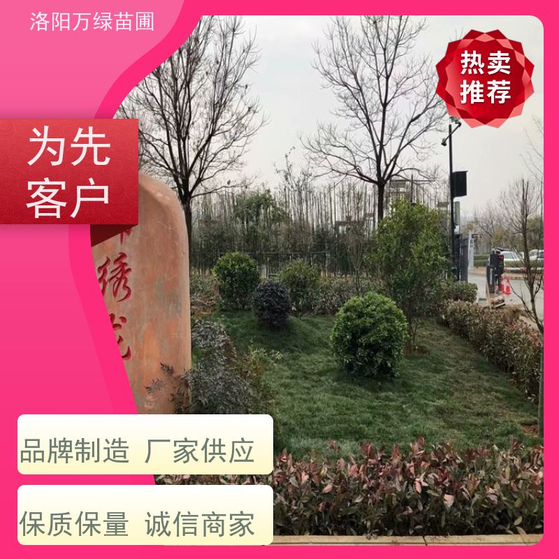 洛阳万绿苗圃 庭院别墅 30公分红叶石楠 绿化带种植 颜色鲜艳