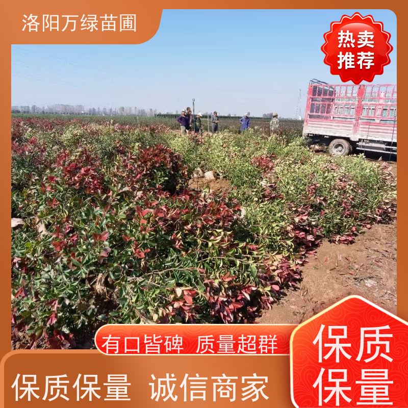 洛阳万绿苗圃 庭院别墅 50公分红叶石楠 养护简单 颜色鲜艳