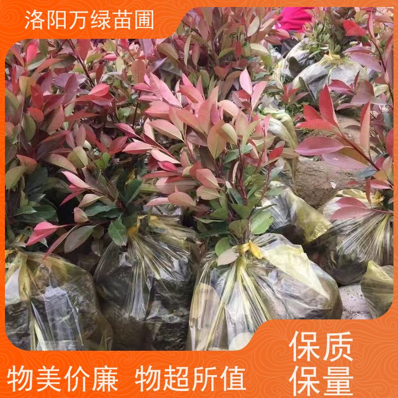 洛阳万绿苗圃 公园广场 50公分红叶石楠 养护简单 四季常绿