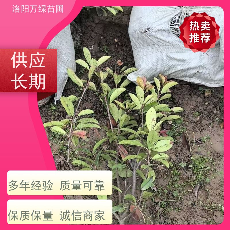 洛阳万绿苗圃 小区厂区 30公分红叶石楠 绿化带种植 四季常绿