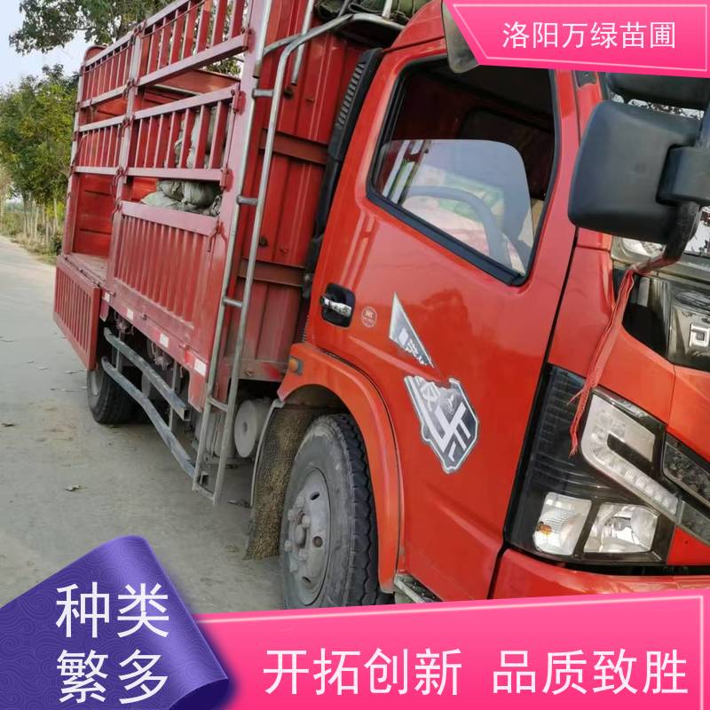 洛阳万绿苗圃 学校商场 50公分红叶石楠 绿化带种植 四季常绿
