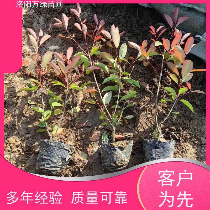 洛阳万绿苗圃 庭院别墅 50公分红叶石楠 绿化带种植 四季常绿