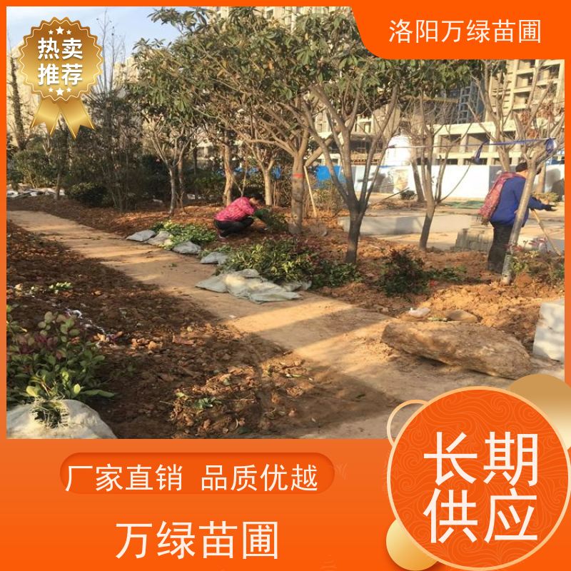 洛阳万绿苗圃 小区厂区 50公分红叶石楠 绿化带种植 颜色鲜艳