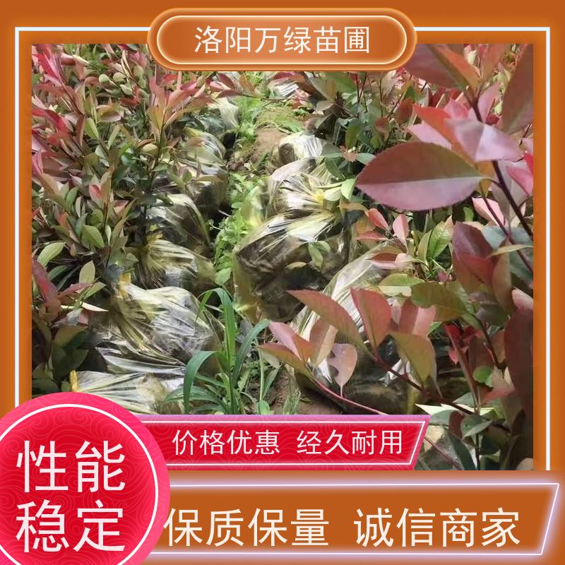 洛阳万绿苗圃 小区厂区 50公分红叶石楠 养护简单 四季常绿