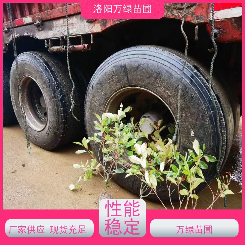 洛阳万绿苗圃 工厂道路 50公分红叶石楠 绿篱色块种植 四季常绿