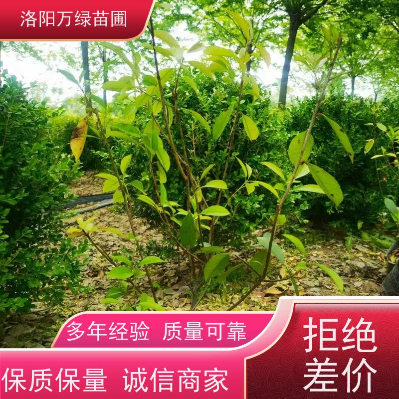 洛阳万绿苗圃 学校商场 30公分红叶石楠 道路两侧绿篱 颜色鲜艳