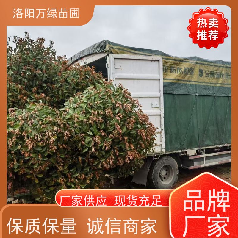 洛阳万绿苗圃 公园广场 50公分红叶石楠 道路两侧绿篱 颜色鲜艳