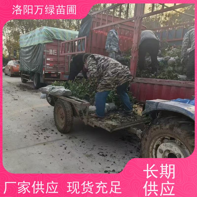 洛阳万绿苗圃 公园广场 50公分红叶石楠 养护简单 颜色鲜艳