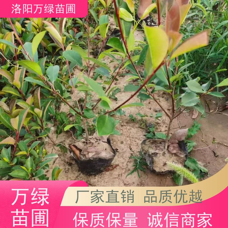 洛阳万绿苗圃 小区厂区 30公分红叶石楠 绿篱色块种植 红色叶子