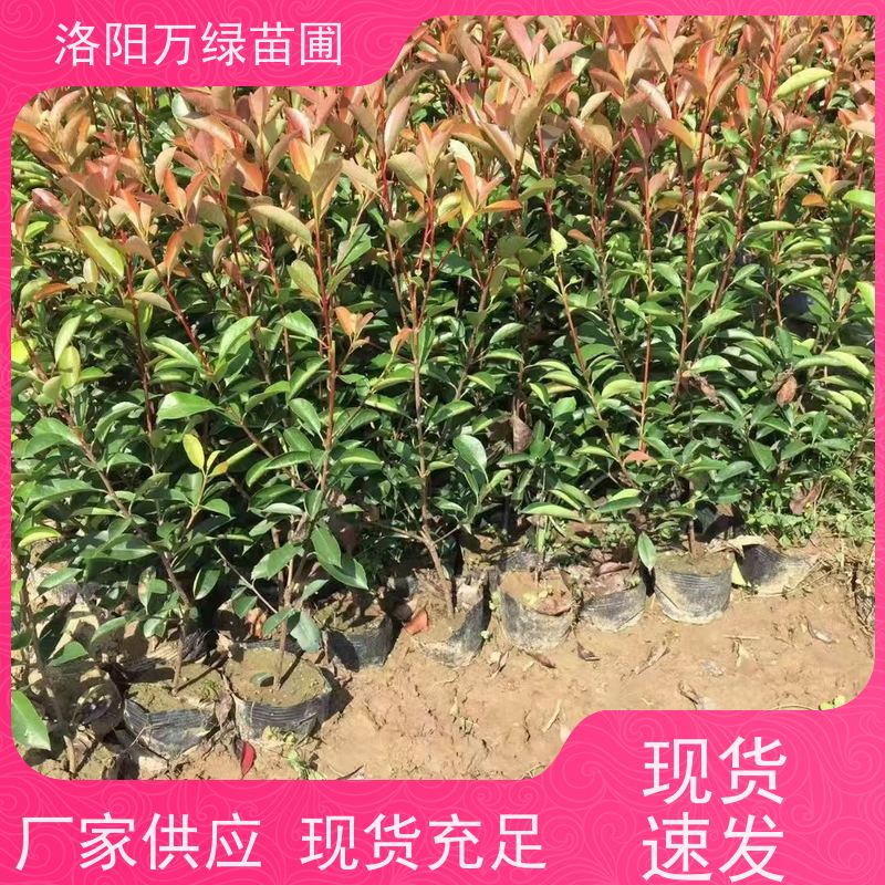 洛阳万绿苗圃 学校商场 50公分红叶石楠 绿化带种植 颜色鲜艳