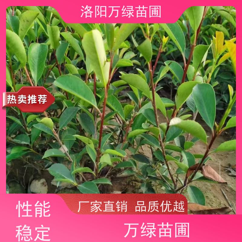 洛阳万绿苗圃 庭院别墅 30公分红叶石楠 绿篱色块种植 红色叶子