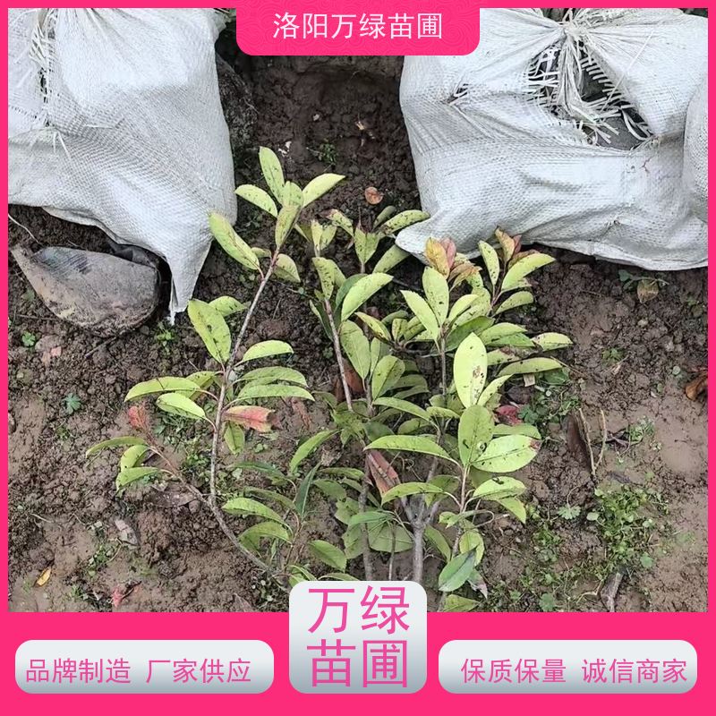 洛阳万绿苗圃 庭院别墅 30公分红叶石楠 道路两侧绿篱 颜色鲜艳