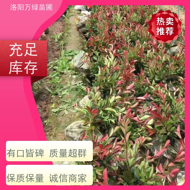洛阳万绿苗圃 学校商场 30公分红叶石楠 绿篱色块种植 四季常绿