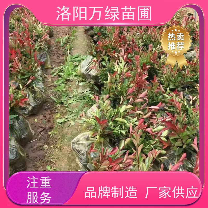 洛阳万绿苗圃 工厂道路 30公分红叶石楠 养护简单 四季常绿