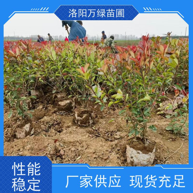 洛阳万绿苗圃 公园广场 30公分红叶石楠 养护简单 红色叶子