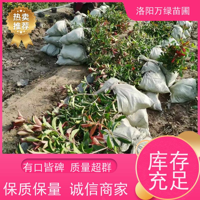 洛阳万绿苗圃 庭院别墅 30公分红叶石楠 绿化带种植 四季常绿