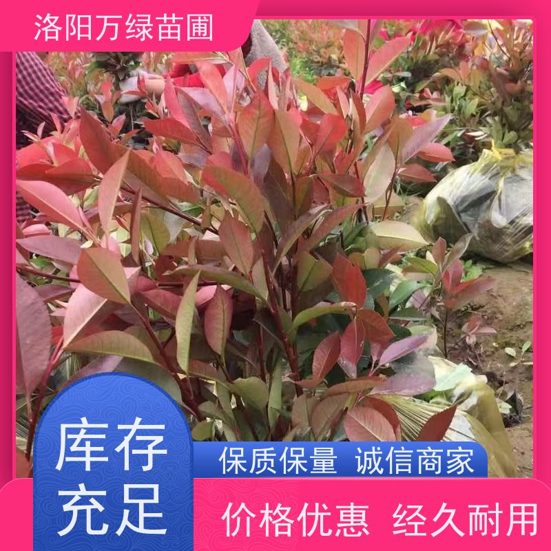 洛阳万绿苗圃 小区厂区 30公分红叶石楠 绿篱色块种植 四季常绿