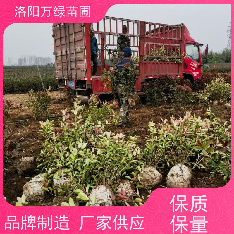 洛阳万绿苗圃 学校商场 50公分红叶石楠 绿化带种植 红色叶子