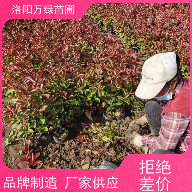 洛阳万绿苗圃 小区厂区 50公分红叶石楠 养护简单 颜色鲜艳