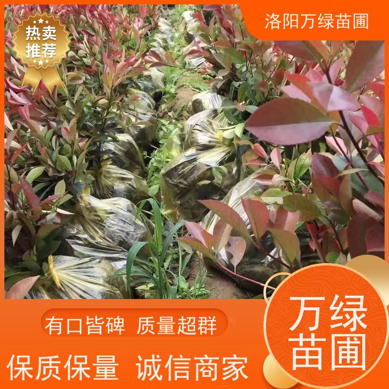 洛阳万绿苗圃 工厂道路 50公分红叶石楠 绿化带种植 颜色鲜艳