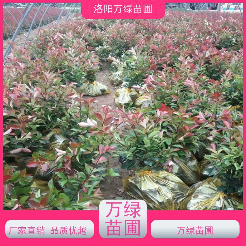 洛阳万绿苗圃 公园广场 30公分红叶石楠 养护简单 四季常绿